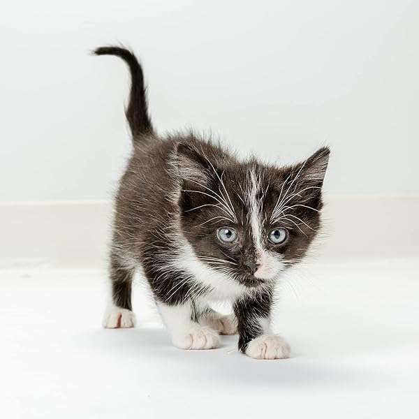 PetAg Pet-Ag KMR Kitten Milk Replacer Powder - Nutrient-Rich Formula for Newborn Kittens, Easy to Digest & Packed with Probiotics - View 5 of 9