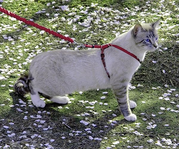 PetSafe PetSafe Come with Me Kitty Harness and Bungee Leash Large Red for Safe and Comfortable Cat Walking - View 4 of 4