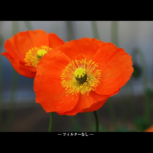 Marumi Marumi 72mm DHG Macro X3 Filter Review: Enhance Your Photography Today! - View 5 of 8