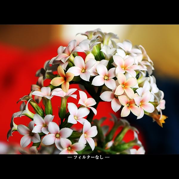 Marumi Marumi 72mm DHG Macro X3 Filter Review: Enhance Your Photography Today! - View 7 of 8