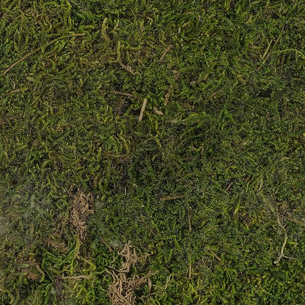 SuperMoss SuperMoss Preserved Sheet Moss 8oz - Fresh Green, Ideal for Crafts & Decor - View 4 of 4