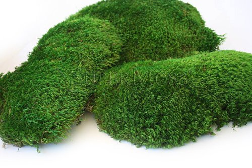 SuperMoss Buy SuperMoss Mood Moss Preserved - 200 Cubic Inch Bag (8oz) in Fresh Green for Home Decor & Crafts - View 4 of 4