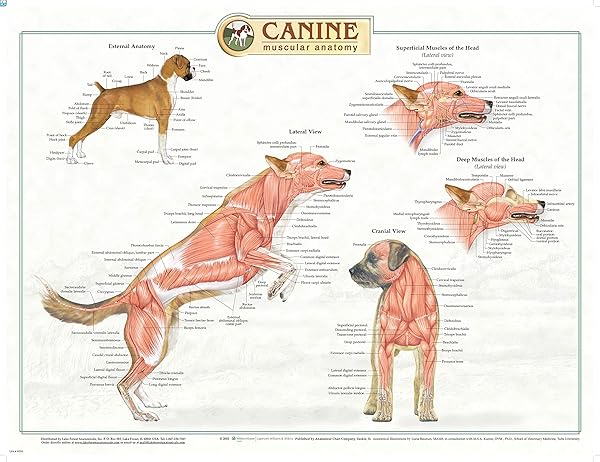 Lake Forest Anatomicals Canine Anatomy Complete Set of 3 Charts for Dog Owners and Veterinarians Save on Educational Resources - View 2 of 3