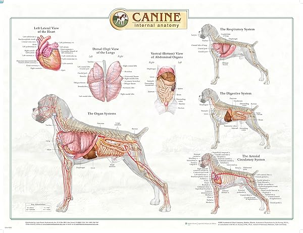 Lake Forest Anatomicals Canine Anatomy Complete Set of 3 Charts for Dog Owners and Veterinarians Save on Educational Resources - View 3 of 3