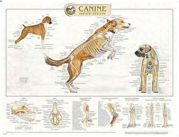Lake Forest Anatomicals Canine Anatomy Complete Set of 3 Charts for Dog Owners and Veterinarians Save on Educational Resources