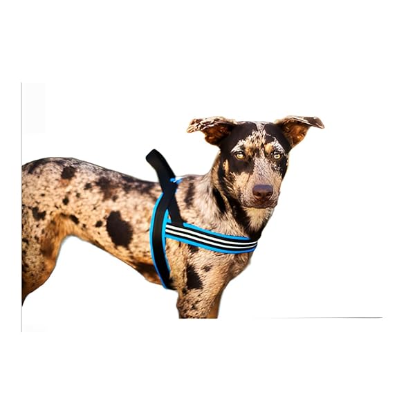 ComfortFlex ComfortFlex Sport Dog Harness Lightweight Adjustable No-Choke No-Pull Reflective Padded Design for Active Dogs Small Blue Jay Made in USA