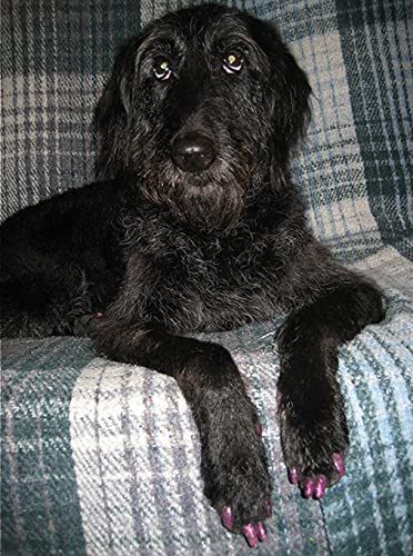 Purrdy Paws Purrdy Paws Soft Nail Caps for Dogs Black XXL Size Durable and Comfortable Claw Protection - View 6 of 6