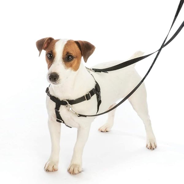 2 Hounds Design 2 Hounds Design Freedom No Pull Harness Small 5/8 Inch Red for Comfortable Dog Walking - View 4 of 5