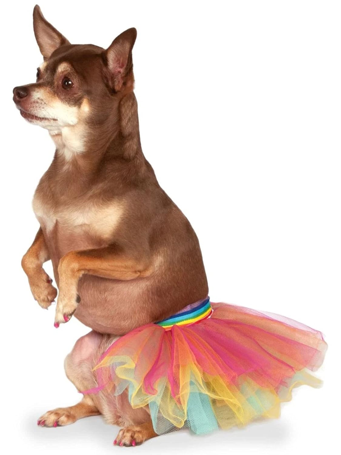 Rubies Rubies Pet Costume Tutu Rainbow Small Medium for Dogs and Cats Fun Dress Up Outfit