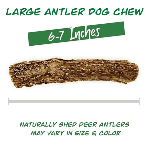 Deer Valley Dog Chews Deer Antlers Deer Valley Chews Premium Deer Antler for Dogs Large Natural Dental Treat for Teething and Chewing 6-7 Inches Long Single Antler - View 3 of 10