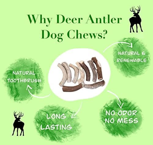 Deer Valley Dog Chews Deer Antlers Deer Valley Chews Premium Deer Antler for Dogs Large Natural Dental Treat for Teething and Chewing 6-7 Inches Long Single Antler - View 4 of 10