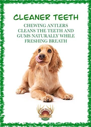 Deer Valley Dog Chews Deer Antlers Deer Valley Chews Premium Deer Antler for Dogs Large Natural Dental Treat for Teething and Chewing 6-7 Inches Long Single Antler - View 5 of 10
