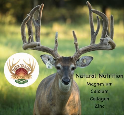 Deer Valley Dog Chews Deer Antlers Deer Valley Chews Premium Deer Antler for Dogs Large Natural Dental Treat for Teething and Chewing 6-7 Inches Long Single Antler - View 6 of 10