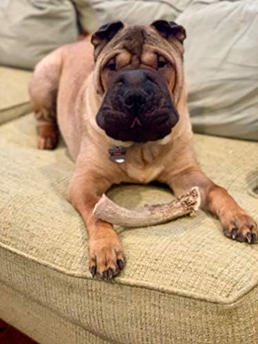 Deer Valley Dog Chews Deer Antlers Deer Valley Chews Premium Deer Antler for Dogs Large Natural Dental Treat for Teething and Chewing 6-7 Inches Long Single Antler - View 7 of 10