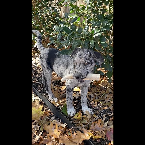 Deer Valley Dog Chews Deer Antlers Deer Valley Chews Premium Deer Antler for Dogs Large Natural Dental Treat for Teething and Chewing 6-7 Inches Long Single Antler - View 9 of 10