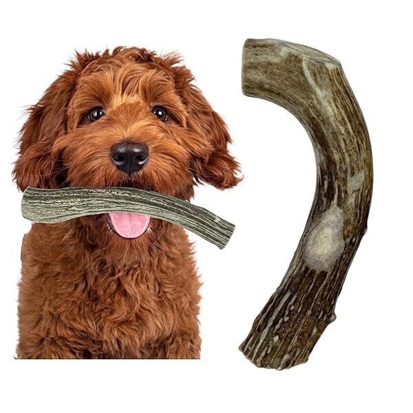 Deer Valley Dog Chews Deer Antlers Deer Valley Chews Premium Deer Antler for Dogs Large Natural Dental Treat for Teething and Chewing 6-7 Inches Long Single Antler
