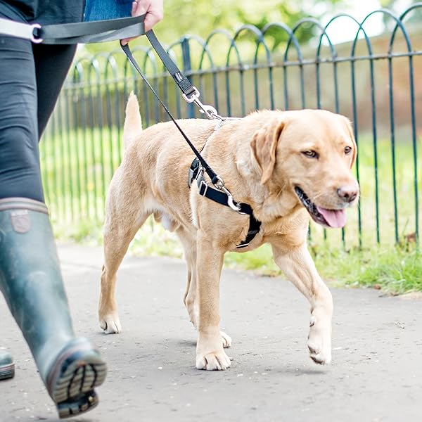 2 Hounds Design 2 Hounds Design Freedom No Pull Dog Harness Training Package X Large Green for Comfortable and Effective Dog Training - View 2 of 6