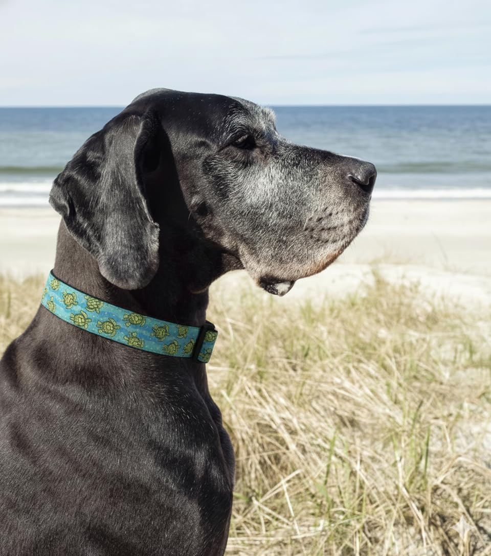 Up Country Up Country Sea Turtle Pattern Dog Collar and Leash Set for Medium Dogs 12 to 18 Inches 1 Inch Wide - View 2 of 5