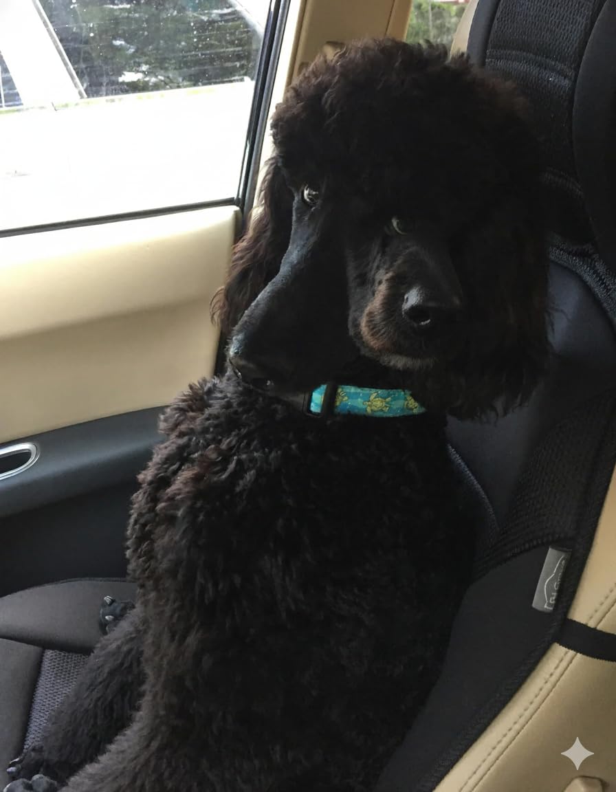 Up Country Up Country Sea Turtle Pattern Dog Collar and Leash Set for Medium Dogs 12 to 18 Inches 1 Inch Wide - View 3 of 5