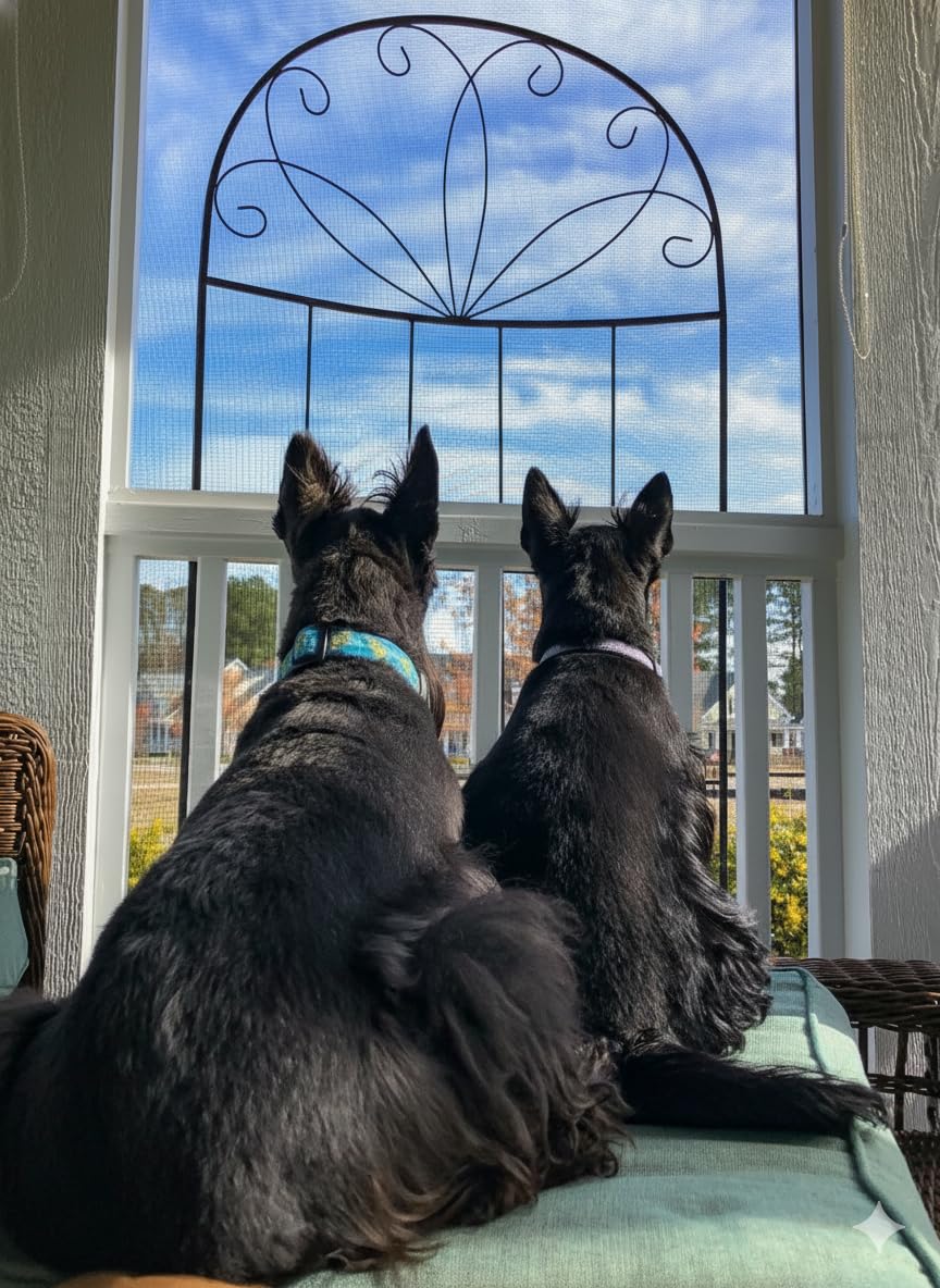 Up Country Up Country Sea Turtle Pattern Dog Collar and Leash Set for Medium Dogs 12 to 18 Inches 1 Inch Wide - View 4 of 5