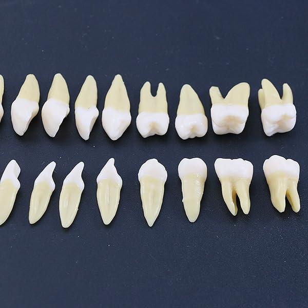 Dentalmall Dentalmall 1 Box Dental Model 28 Pcs Full Permanent Teeth M7021 for Educational and Professional Use - View 2 of 8