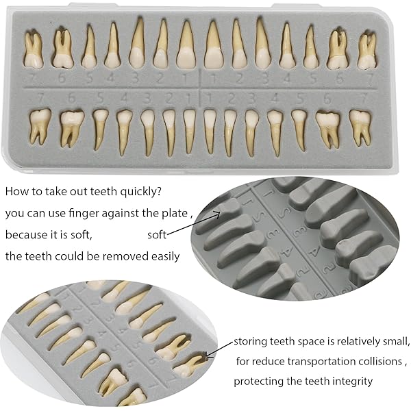 Dentalmall Dentalmall 1 Box Dental Model 28 Pcs Full Permanent Teeth M7021 for Educational and Professional Use - View 3 of 8