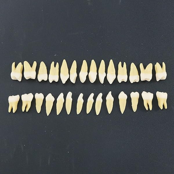 Dentalmall Dentalmall 1 Box Dental Model 28 Pcs Full Permanent Teeth M7021 for Educational and Professional Use - View 5 of 8