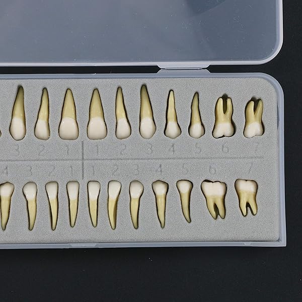 Dentalmall Dentalmall 1 Box Dental Model 28 Pcs Full Permanent Teeth M7021 for Educational and Professional Use - View 6 of 8