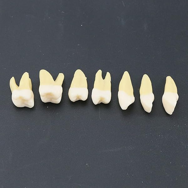 Dentalmall Dentalmall 1 Box Dental Model 28 Pcs Full Permanent Teeth M7021 for Educational and Professional Use - View 8 of 8