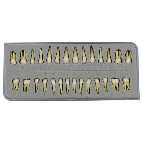 Dentalmall Dentalmall 1 Box Dental Model 28 Pcs Full Permanent Teeth M7021 for Educational and Professional Use