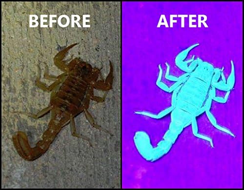 Bright Eyes Bright Eyes 2-Pack Best Black Light UV Pet Urine Stain Detector Head Lice Bed Bug Revealer Aluminum 9 LED - View 5 of 5