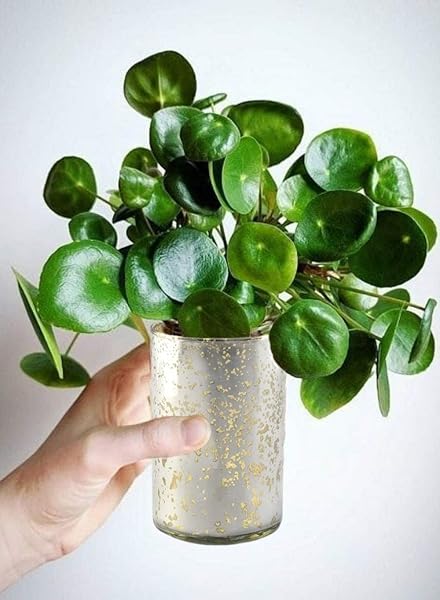 Serene Spaces Living Serene Spaces Living Antique Silver Cylinder Vase Vintage Handmade Mercury Glass 6 Inch Tall for Weddings Parties Events - View 5 of 7