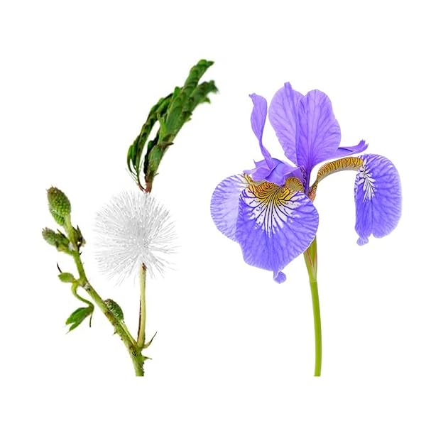 Derek Lam Derek Lam 10 Crosby Afloat Eau De Parfum - Light Floral Fragrance Mist for Women with Sweet Mimosa & Powdery Orris - View 5 of 7