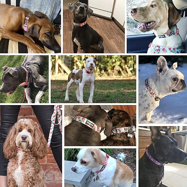 Blueberry Pet Blueberry Pet Floral Rose Print Turquoise Dog Collar Small Adjustable for Puppies Neck 12 to 16 Inches Spring Scent Patterns - View 4 of 8