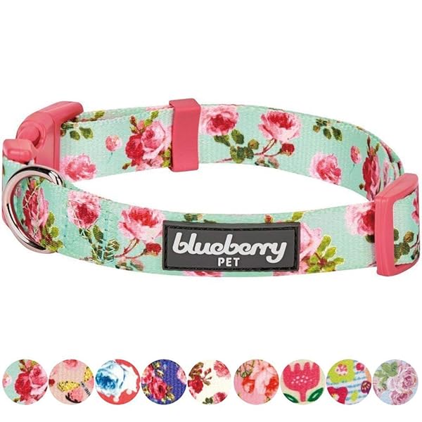 Blueberry Pet Blueberry Pet Floral Rose Print Turquoise Dog Collar Small Adjustable for Puppies Neck 12 to 16 Inches Spring Scent Patterns - View 8 of 8
