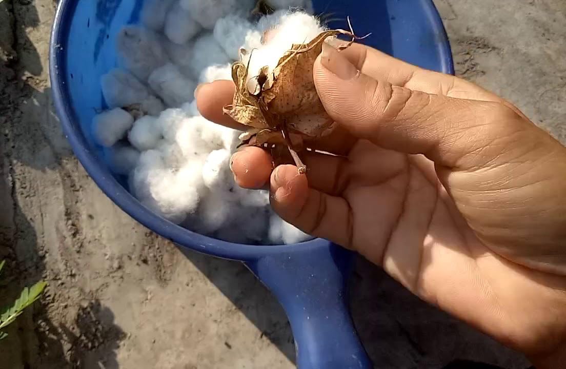 Fast Life FAST LIFE Cotton Buds for Dogs Gentle Cleaning Tool for Pet Hygiene Safe and Soft for Your Furry Friend - View 6 of 7