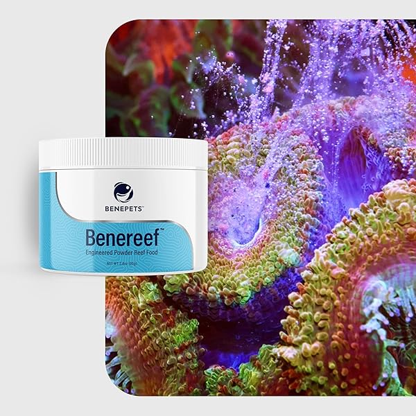 Benepets Benereef Benepets Benereef Powder Complete Reef Nutrition for Coral Growth Color Regeneration with Nutrient Absorption Prebiotics Probiotics 80 Grams - View 6 of 7