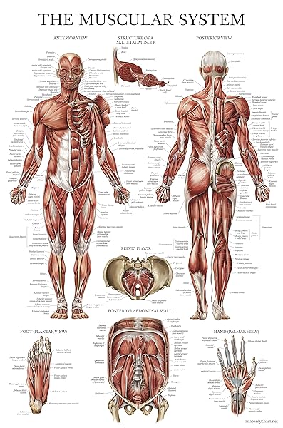 Palace Learning Laminated Muscular System Poster - Double-Sided Muscle Anatomy Chart (18x27) for Easy Study