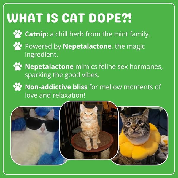 Cat Dope Cat Dope Catnip 100 Natural Catnip Blend Energizes Cats Safe Non Addictive Treats for Play Training and New Toys - View 2 of 3