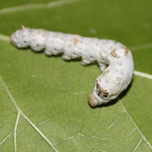 Coastal Silkworms Coastal Silkworms Educational Silkworm Bombyx Mori Live Egg Kit Version 2 for Science Learning - View 3 of 9