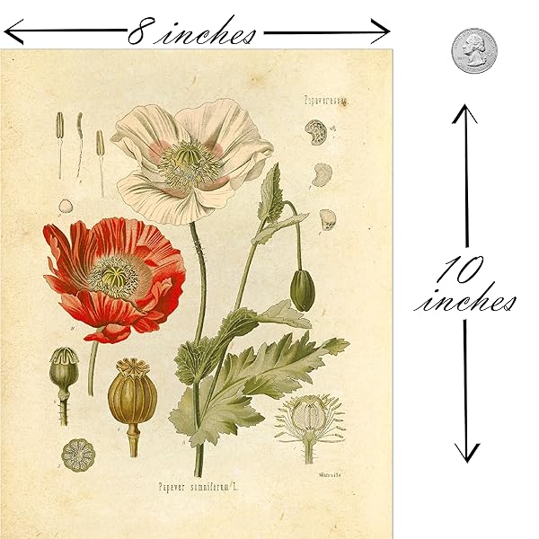 Ink Inc. Ink Inc Botanical Prints Wildflower Floral Wall Art Set of 6 Unframed 8x10 Decor for Home and Office - View 2 of 7