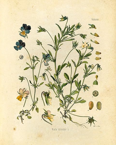 Ink Inc. Ink Inc Botanical Prints Wildflower Floral Wall Art Set of 6 Unframed 8x10 Decor for Home and Office - View 7 of 7