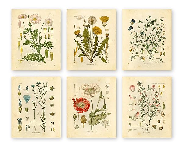 Ink Inc. Ink Inc Botanical Prints Wildflower Floral Wall Art Set of 6 Unframed 8x10 Decor for Home and Office