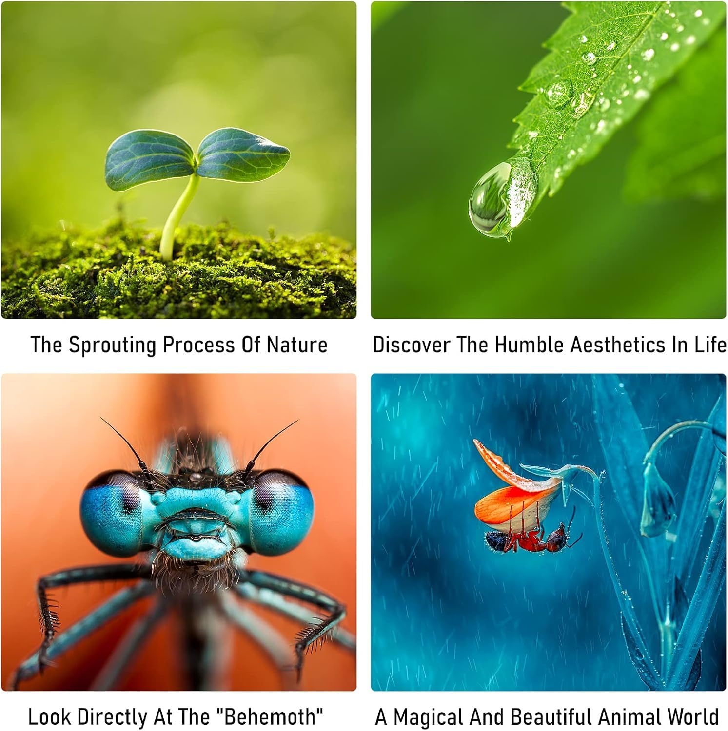 VILTROX DG-C Auto-Focusing Macro Lens Extension Tube for Canon EF EF-S DSLR Cameras 5D 6D 7D 10D 30D 50D 70D 90D 200D 400D 600D 800D T7 T6 T5 T4i SL3 - View 5 of 9