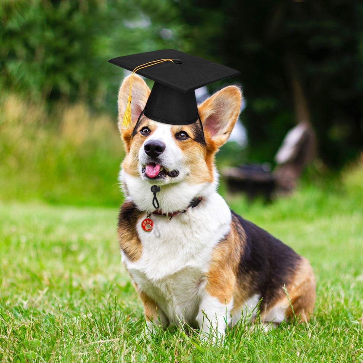 POPETPOP POPETPOP Pet Graduation Cap - Stylish Dog & Cat Hats with Yellow Tassel for Graduation Parties - View 8 of 9