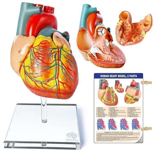 EVOTECH SCIENTIFIC EVOTECH Scientific Life-Size Human Heart Model for Anatomy & Cardiology Study - 2-Part Educational Tool