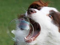 Bubbletastic Peanut Butter Scented Bubbles for Dogs and Kids Non Toxic Tear Free Safe 5 Pack - View 4 of 8