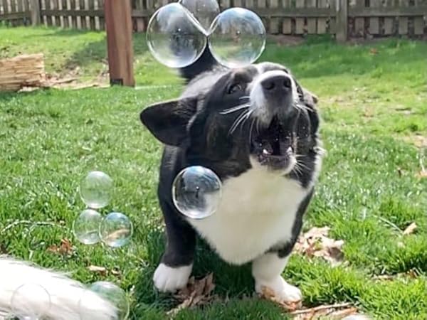 Bubbletastic Peanut Butter Scented Bubbles for Dogs and Kids Non Toxic Tear Free Safe 5 Pack - View 6 of 8