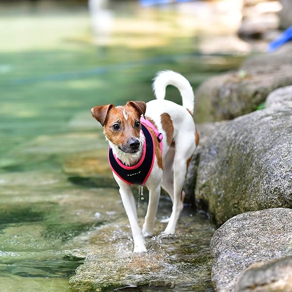 Puppia Puppia Soft Harness II Navy Medium for Comfortable and Secure Dog Walking - View 4 of 6