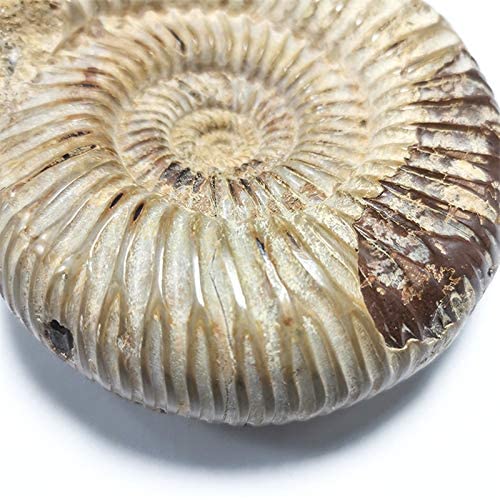 moonlightcrystal Polished Raw Shell Specimen Madagascar Ammonite Rough Stones for Home Decor and Fossil Collection - View 4 of 7